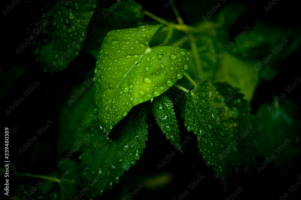 green leaf with water drops green leaf with water drops