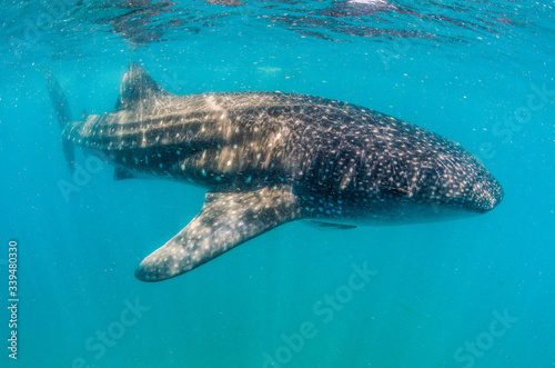 Whale shark swimming alone in the wild