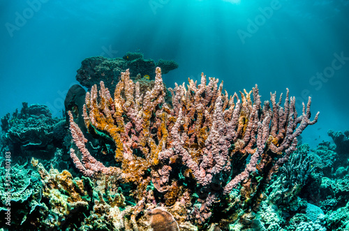Colorful coral reef underwater scene