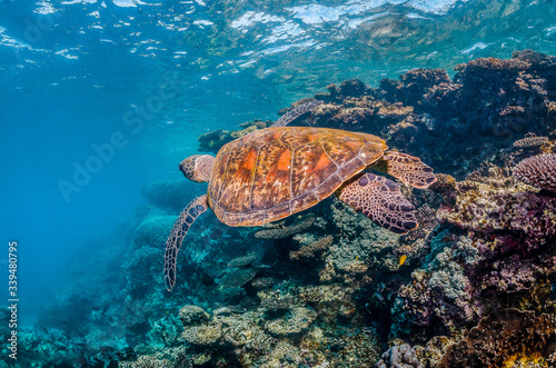 Green sea turtle swimming around colorful coral reef formations in the wild