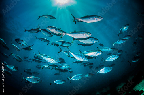 Schooling pelagic fish swimming together in deep blue water