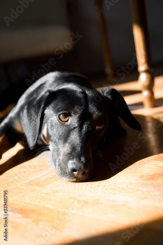 a lone black puppy lies down