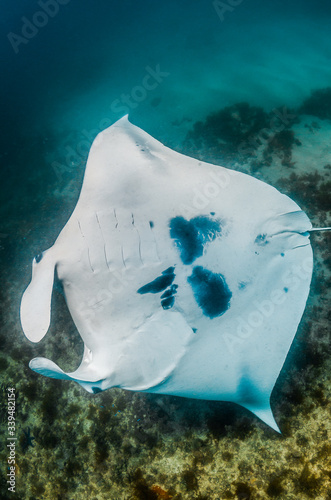 Manta ray swimming upside down over a coral reef