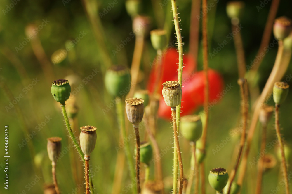 Poppy head Poppy head