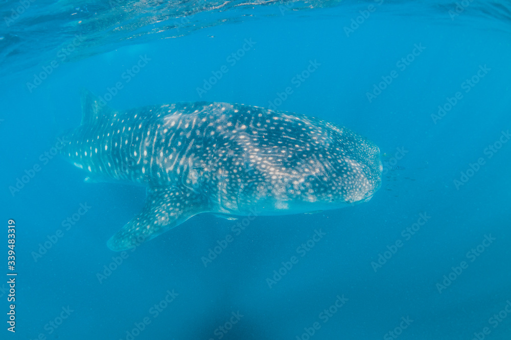 Naklejka premium Whale shark swimming close to the surface in crystal clear blue ocean