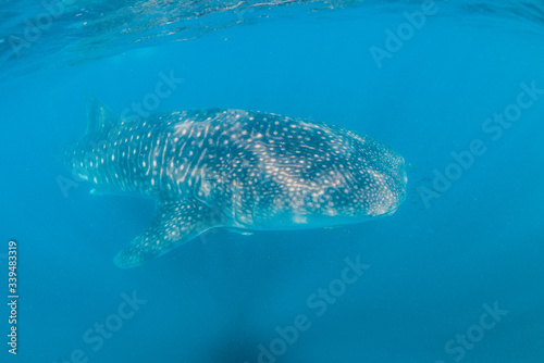 Whale shark swimming close to the surface in crystal clear blue ocean © Aaron