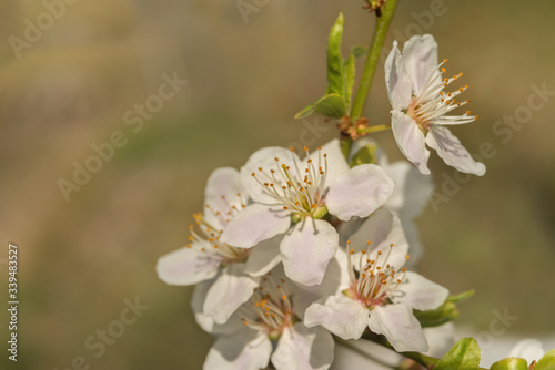 beautiful sakura branch, close-up, postcard