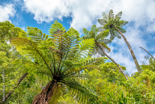 Fern Trees growing high