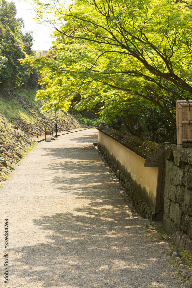 瓦塀と樹と道