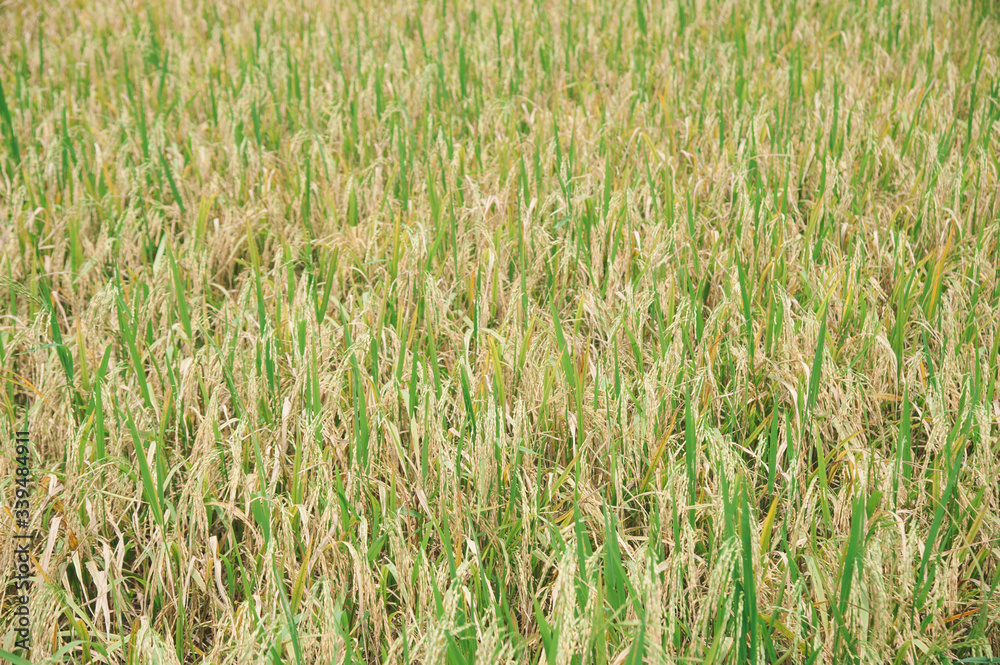 golden rice filed at noon photo may had noise and gain golden rice filed at noon photo may had noise and gain