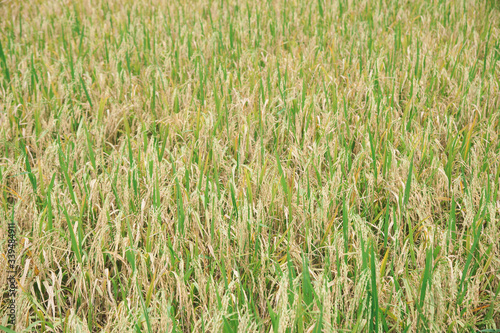 golden rice filed at noon photo may had noise and gain © photopk