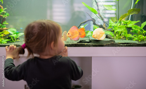Photography 2 year old child indoors watching fish swiming in big fish tank, aquarium
