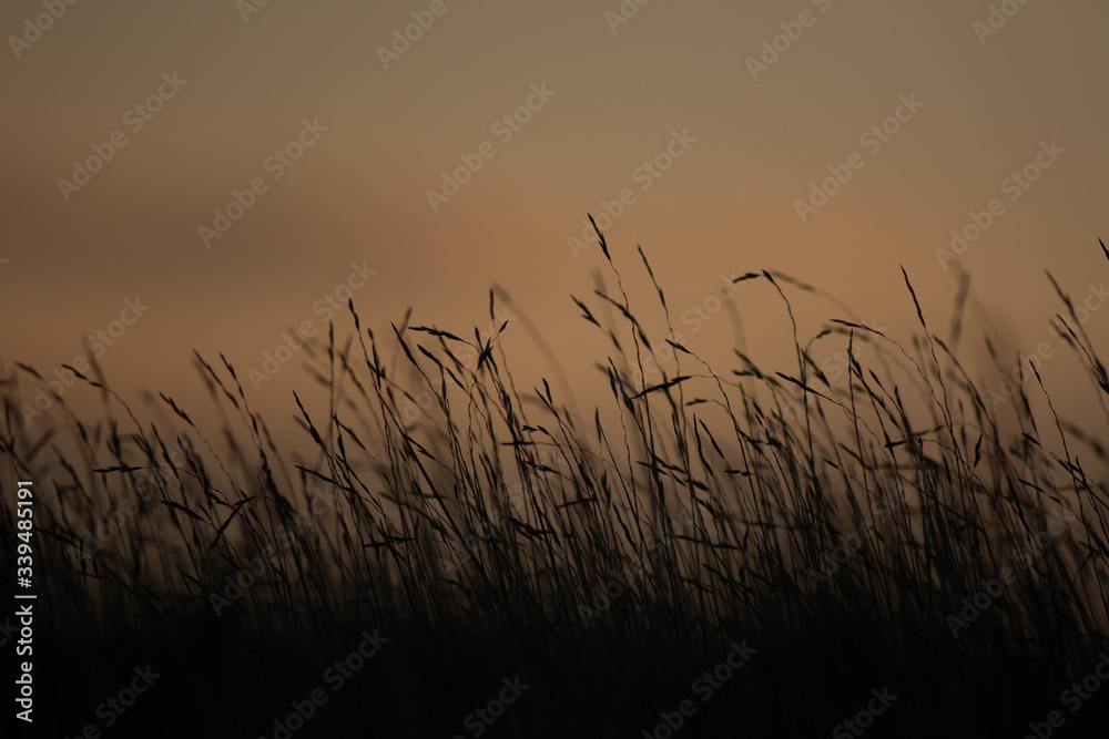 sunset in the grass sunset in the grass