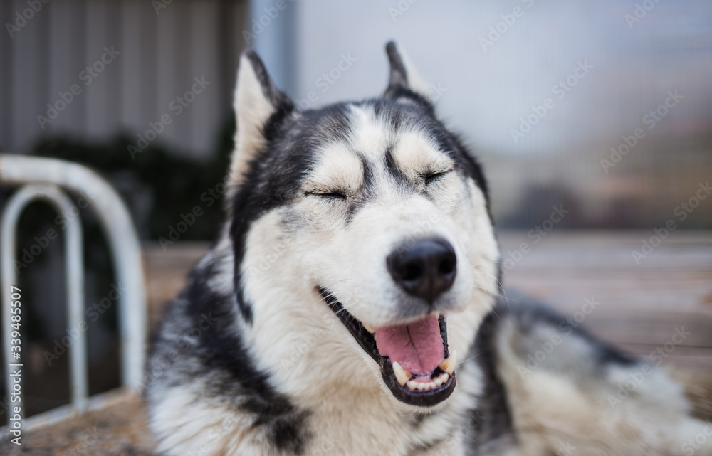 Husky dog smiles. Dog close-up, portrait of a husky.