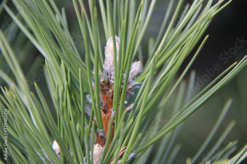 Close up of a cedar needles © Irina Solonina