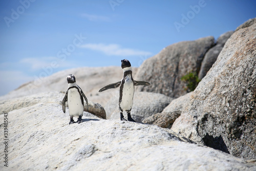 two penguins in love looking at each other standing on a rock at the sea with blue skies in the background
