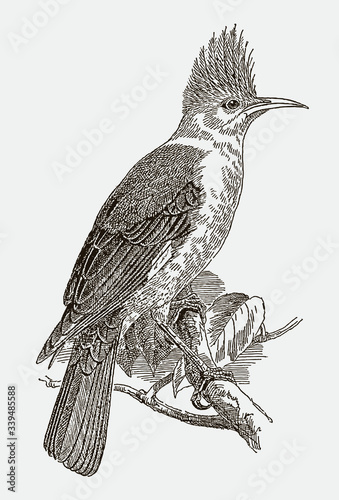 Hoopoe starling, fregilupus varius, an extinct bird from the Mascarene Islands in the Indian Ocean. Illustration after engraving from the 19th century photo