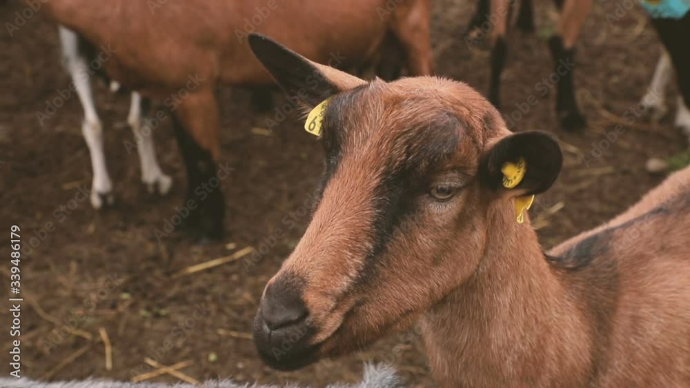 Funny face goat. Close-up. Slow motion. Goat on the goat farm. Wildlife and ecology concept. Funny face goat. Close-up. Slow motion. Goat on the goat farm. Wildlife and ecology concept.