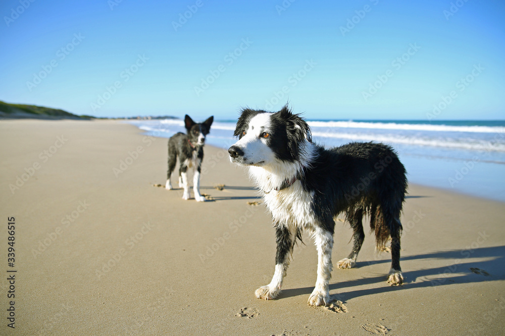 Border collie dogs playing at the beach sand in the waves with blue sky's and white foam. Border collie dogs playing at the beach sand in the waves with blue sky's and white foam.