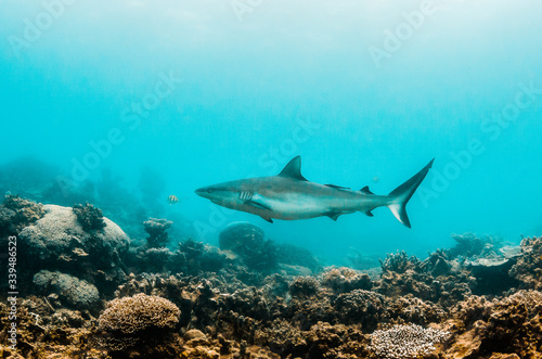 Grey reef shark swimming over a coral reef © Aaron