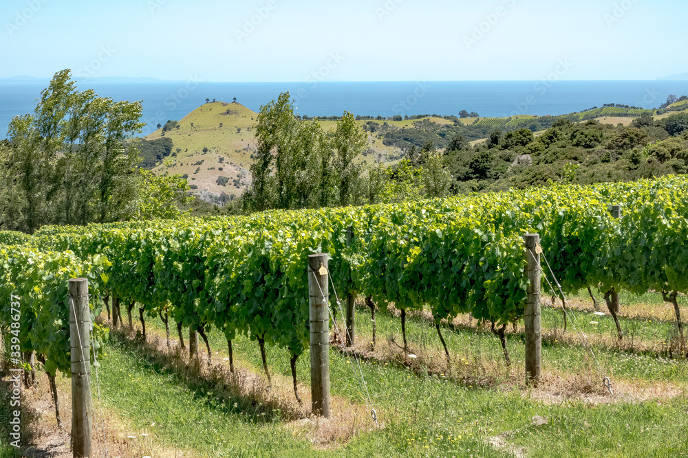 Vineyard in New Zealand, Waiheke Island.