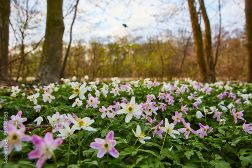 Wallpaper Mural busch wind rose Torontodigital.ca