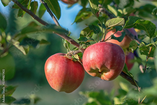 The variety of apple Red Chief