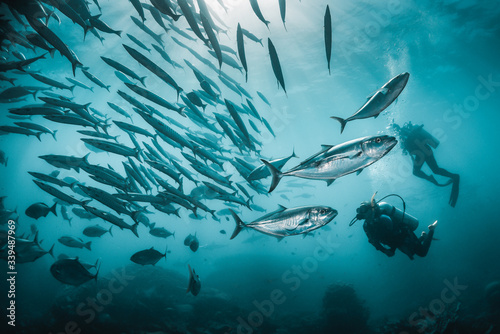 Schools of barracuda and jack fish swimming in clear blue water with divers watching in the background