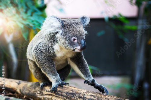 Fototapeta Naklejka Na Ścianę i Meble -  A wild Koala climbing the branch