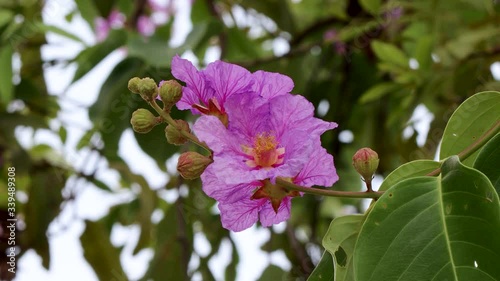 Purple flowers swaying in the wind