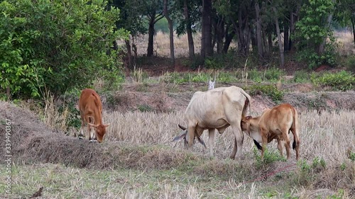 Calf eats milk from cows.