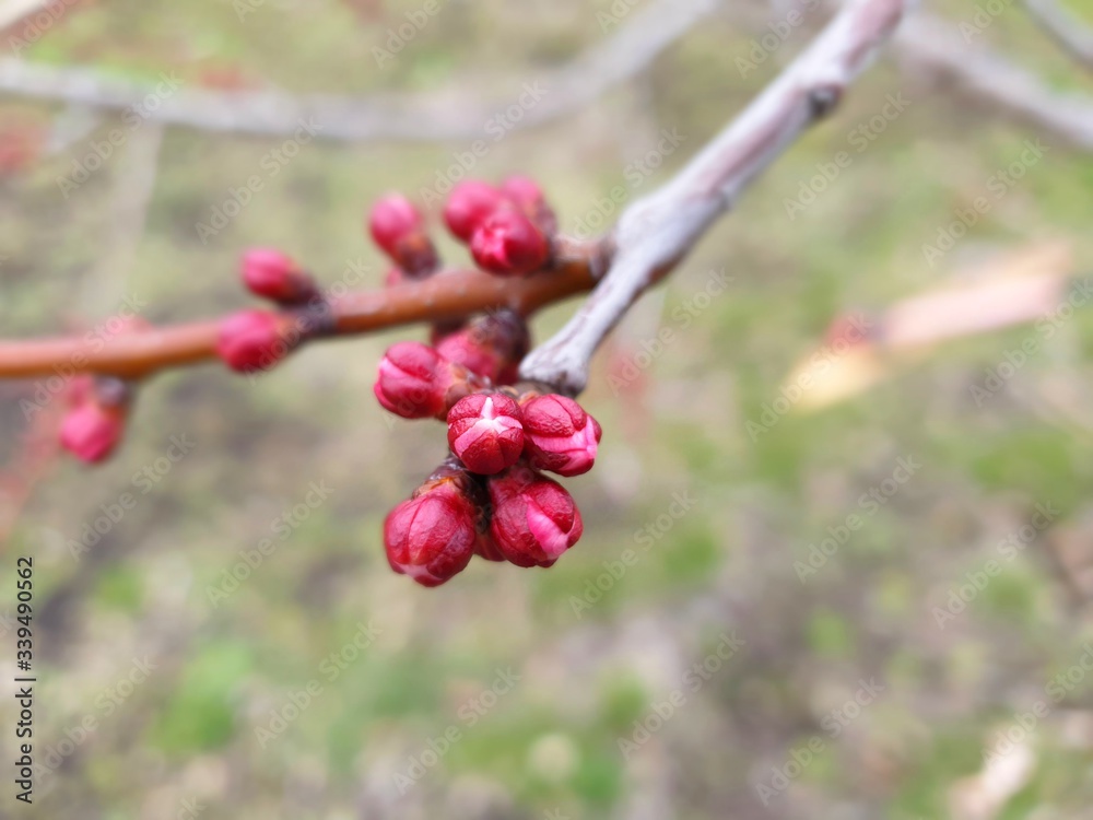 apricot buds in the spring, the fruit tree is preparing to bloom apricot buds in the spring, the fruit tree is preparing to bloom