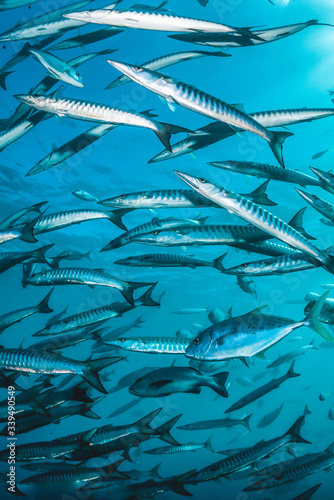 Pelagic fish schooling together in crystal clear water