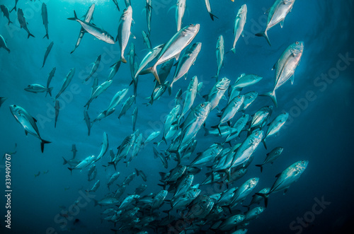 Pelagic fish schooling together in crystal clear water