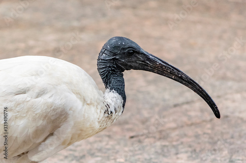 Australian White Ibis bird, close up photo.  photo