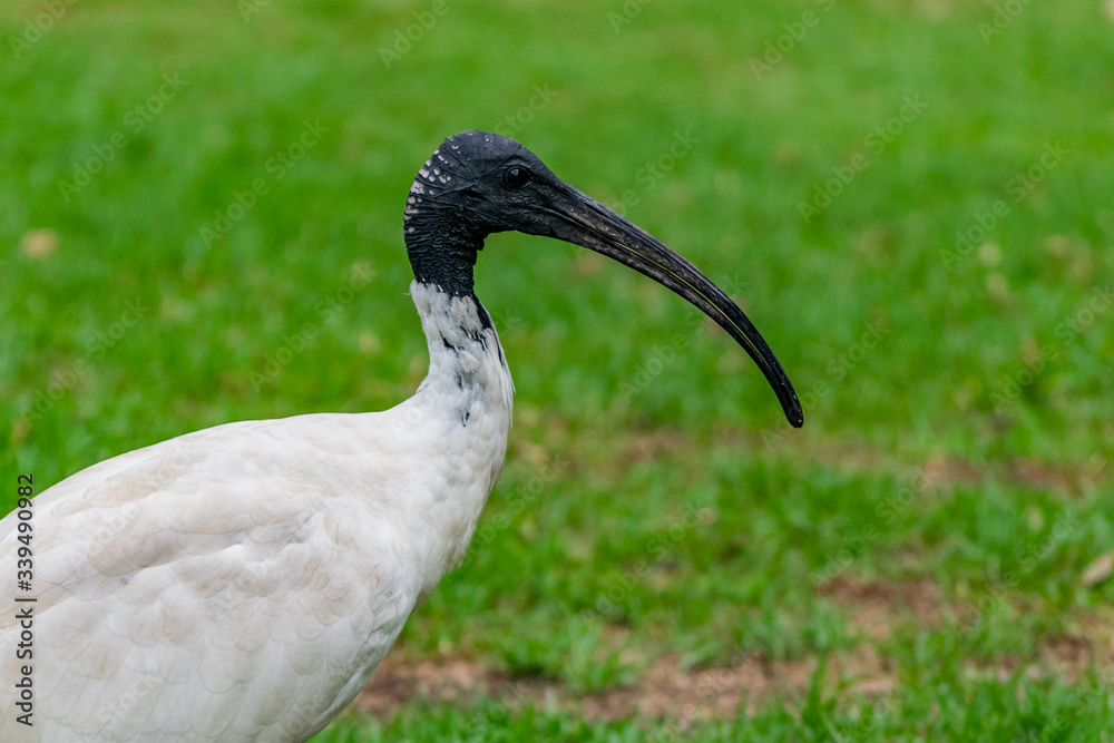 Fototapeta premium Australian White Ibis bird, close up photo.