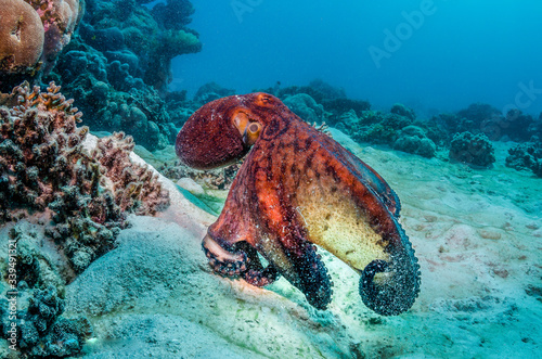 Reef octopus swimming over sandy sea floor photo