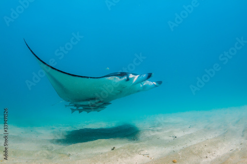 Manta ray swimming in the wild, in clear turquoise water © Aaron