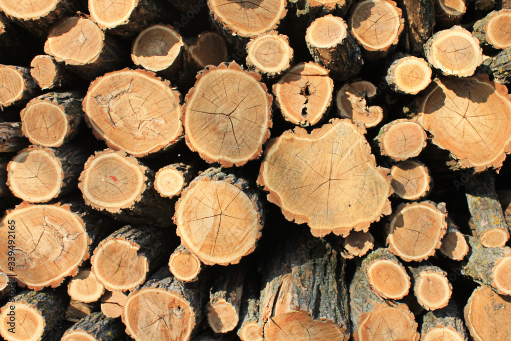chopped trees natural wood spring chopped trees natural wood spring