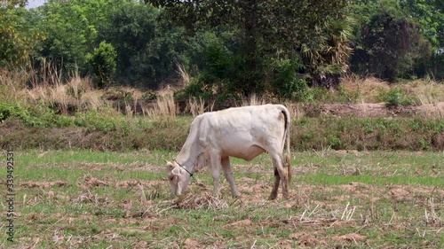 Cows are eating grass in dry rice fields.