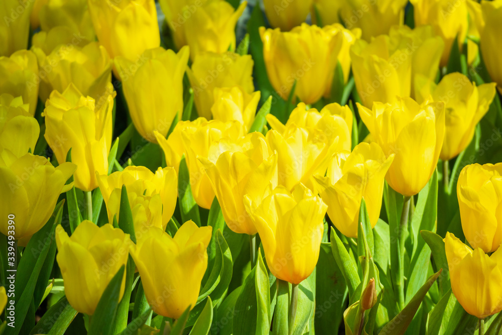 Fresh yellow tulips flower bloom in the garden Fresh yellow tulips flower bloom in the garden