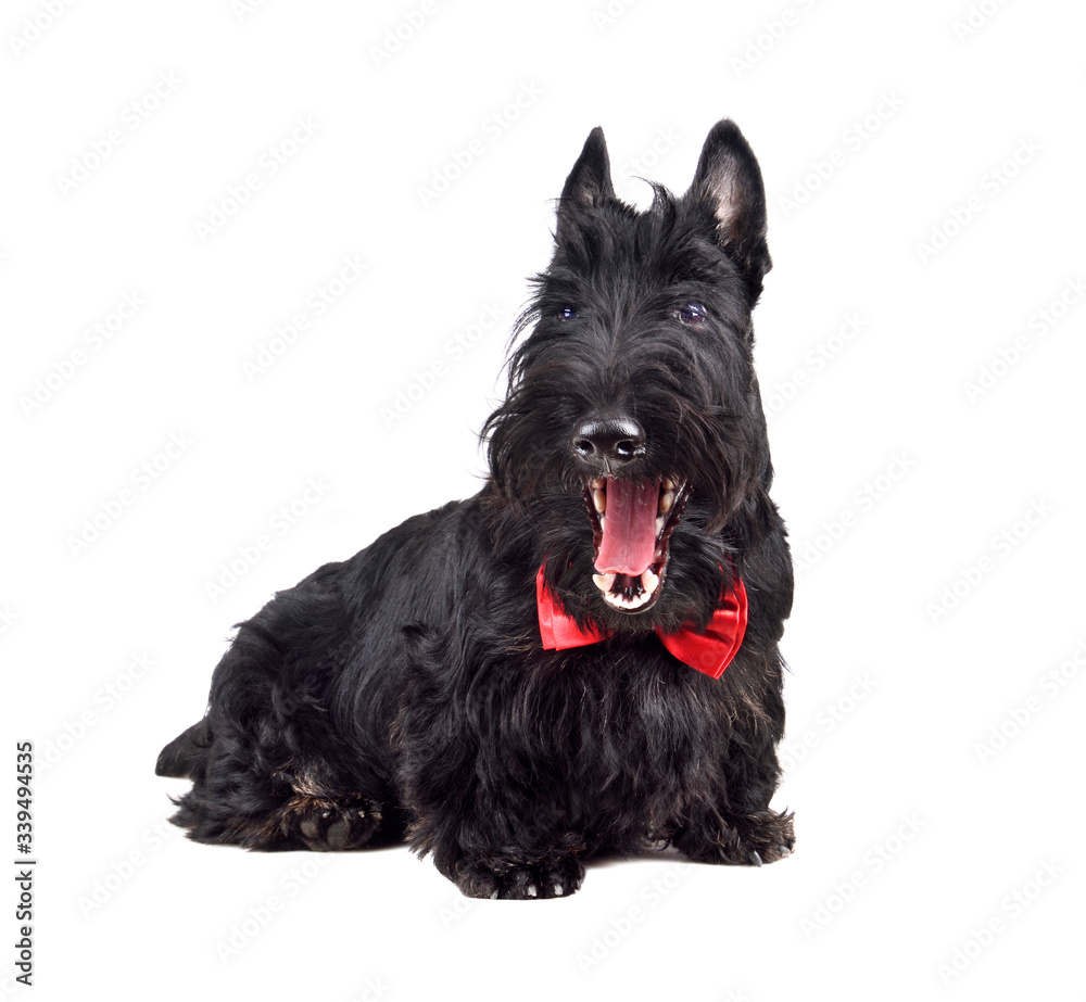 Yawning black terrier
