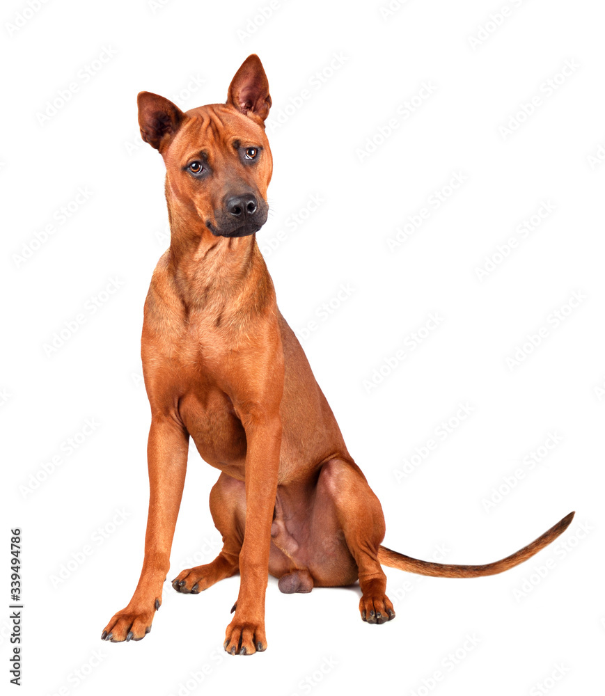 Red Thai Ridgeback dog Photo | Stock