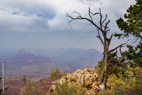 Abgestorbener Baum steht am Rand des Grand Canyon vor Gewitterwolken, Dunst und Rauch von einem Waldbrand