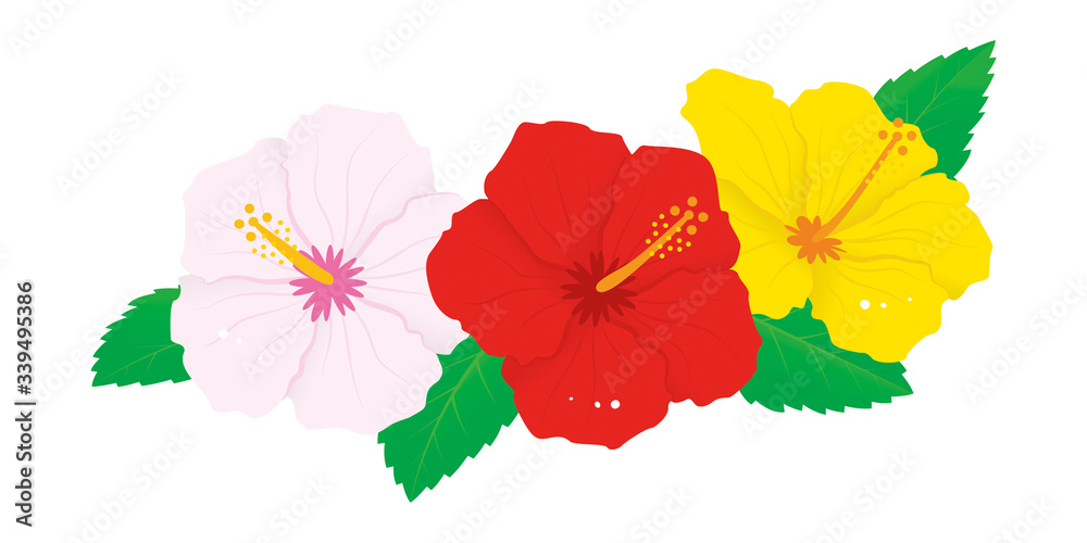 赤と白と黄色のハイビスカスの花のベクターイラスト Stock Vector Adobe Stock