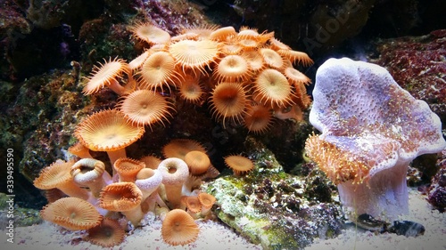 Fotografia, Obraz High Angle View Of Corals Growing In Sea