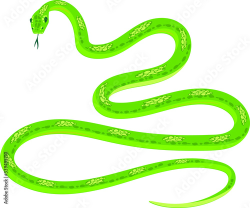 Green snake isolated on white background