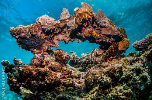 Colorful coral reef formation underwater