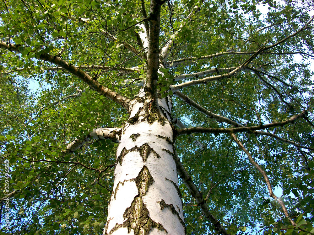 Fototapeta premium Tree