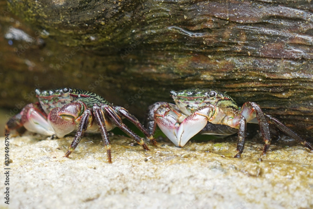 Quadratkrabben unter einem Felsendach am Strand Quadratkrabben unter einem Felsendach am Strand